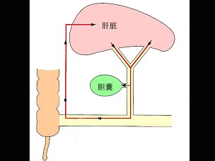 如图所示,在胆红素的肠肝循环中,小部分尿胆原由肠吸收后经由何种解剖