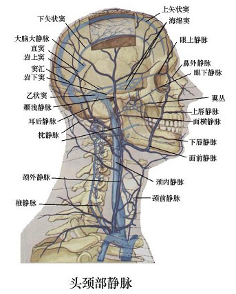 翼静脉丛与颅内海绵窦相通的途径有