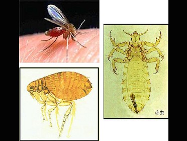 我国黑热病的主要传播媒介为 ( )
