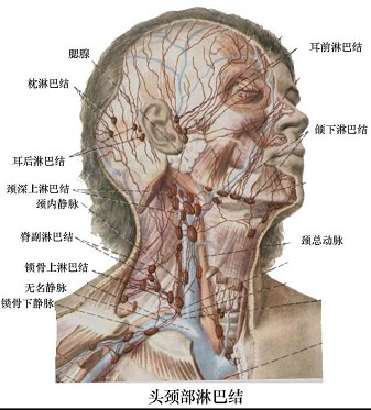 面部淋巴管分布图图片