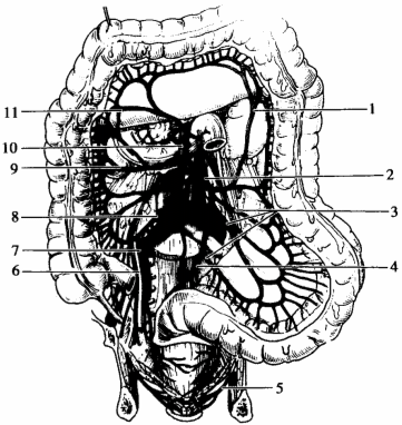 动脉b,中结肠动脉,右结肠动脉,左结肠动脉,乙状结肠动脉c,直肠上动脉
