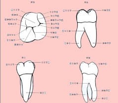 第一磨牙的结构图解图片