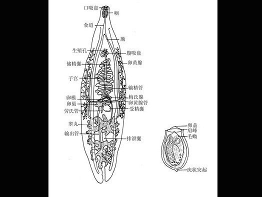 胰阔盘吸虫结构图图片