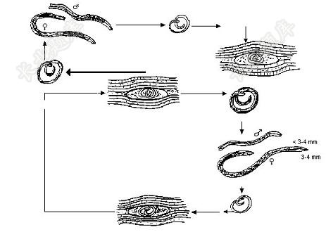 旋毛虫的生殖方式图片