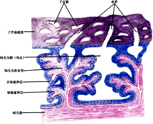 胎盘组织图片图片