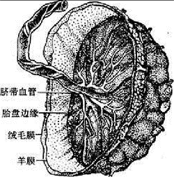 底蜕膜,羊膜c,包蜕膜,羊膜d,外层绒毛膜,内层羊膜e,外层羊膜,内层绒毛