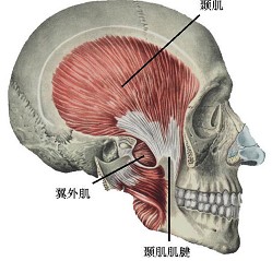 a,下颌舌骨肌 b,颏舌骨肌 c,二腹肌前腹 d,二腹肌后腹 e,颏舌肌 正确