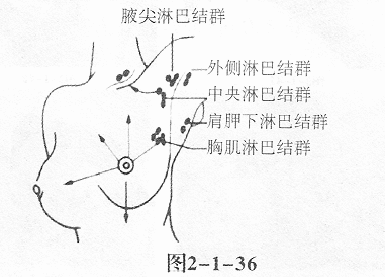 腋窝五群淋巴结位置图片