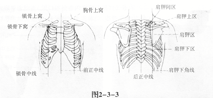 胸骨线和胸骨旁线图片图片