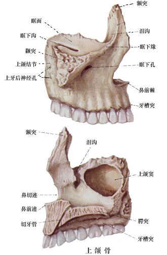 上颌六的解剖形态图片