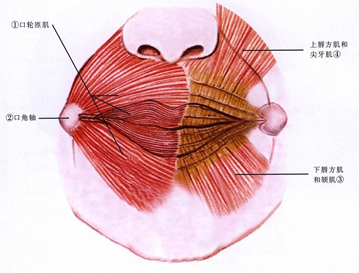 唇部血管分布图图片